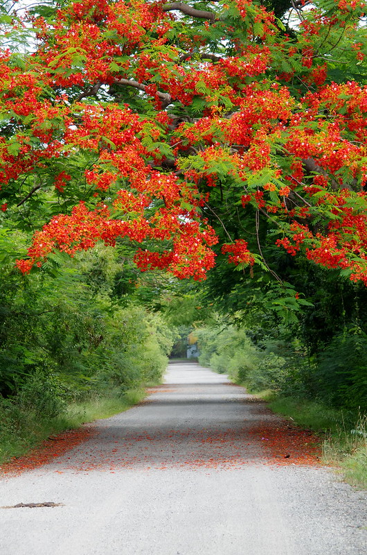 flamboyant tree